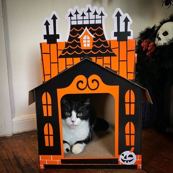 Target Sells Mini Haunted Houses So That Cats Can Celebrate Halloween
