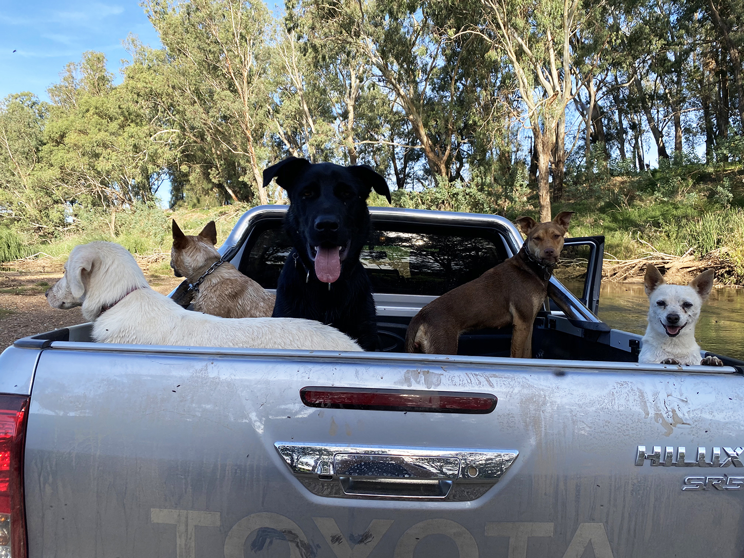 Petbarn celebrates 50,000 pet adoptions and counting! Australian Dog