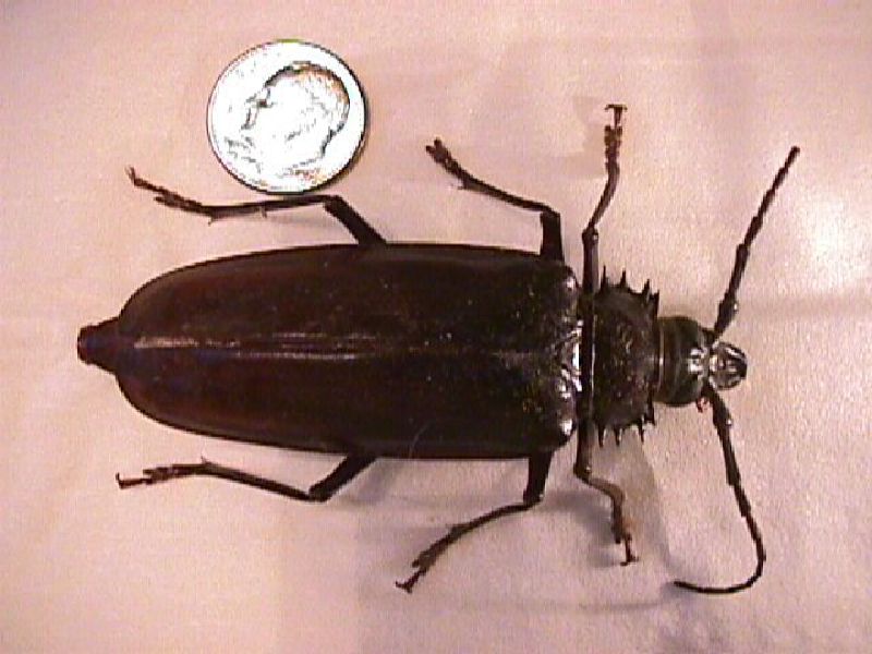 Insecte ressemblant au cafard