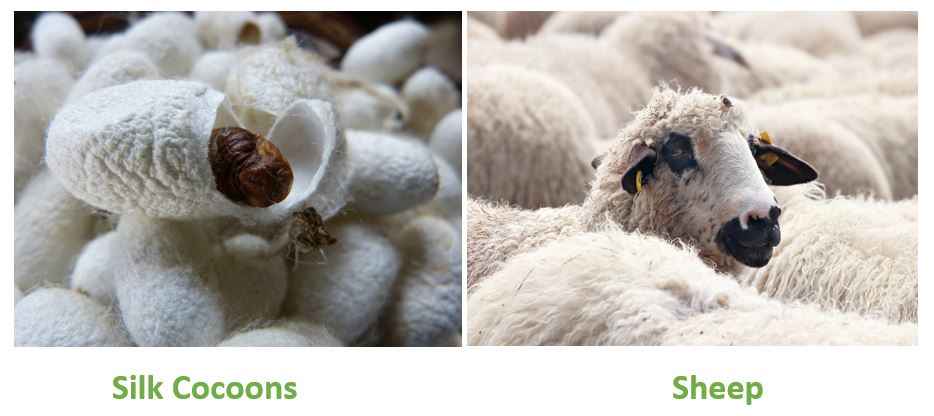 Difference Between Silk And Wool Textile Apex
