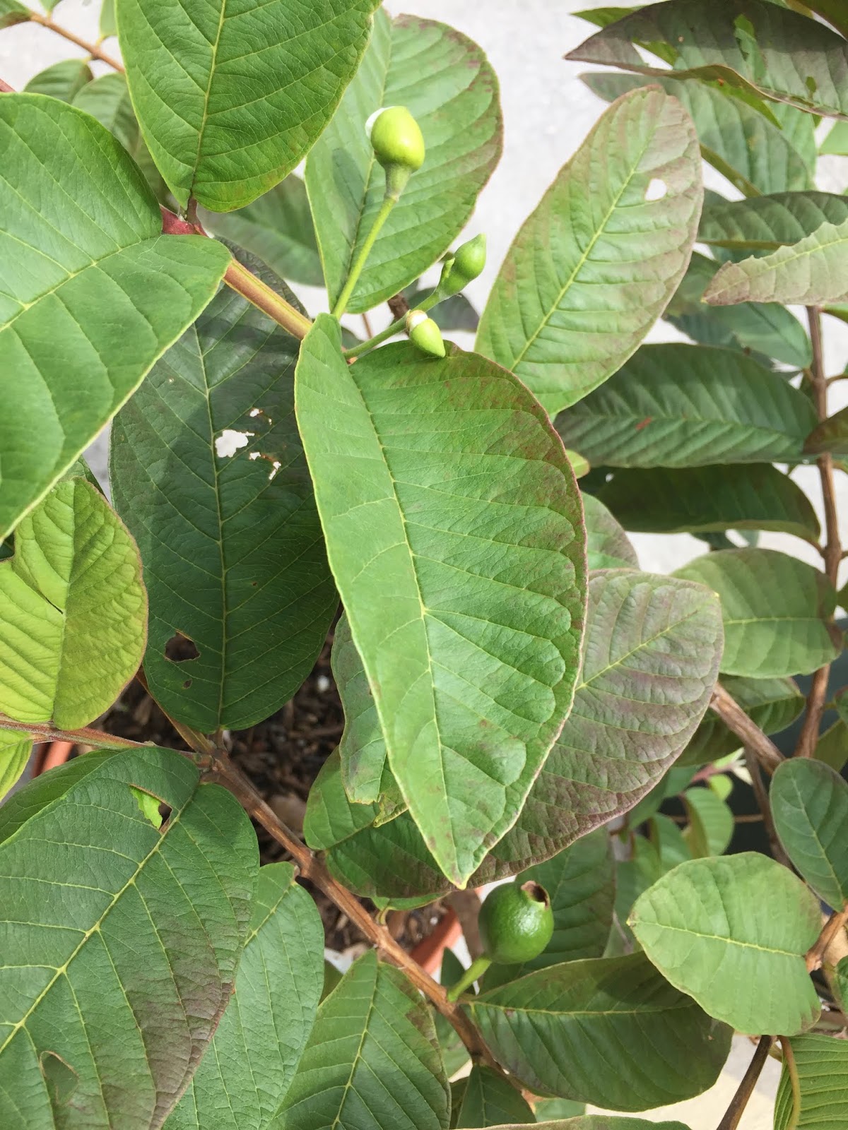 Okinawa Gardener Guava Tree