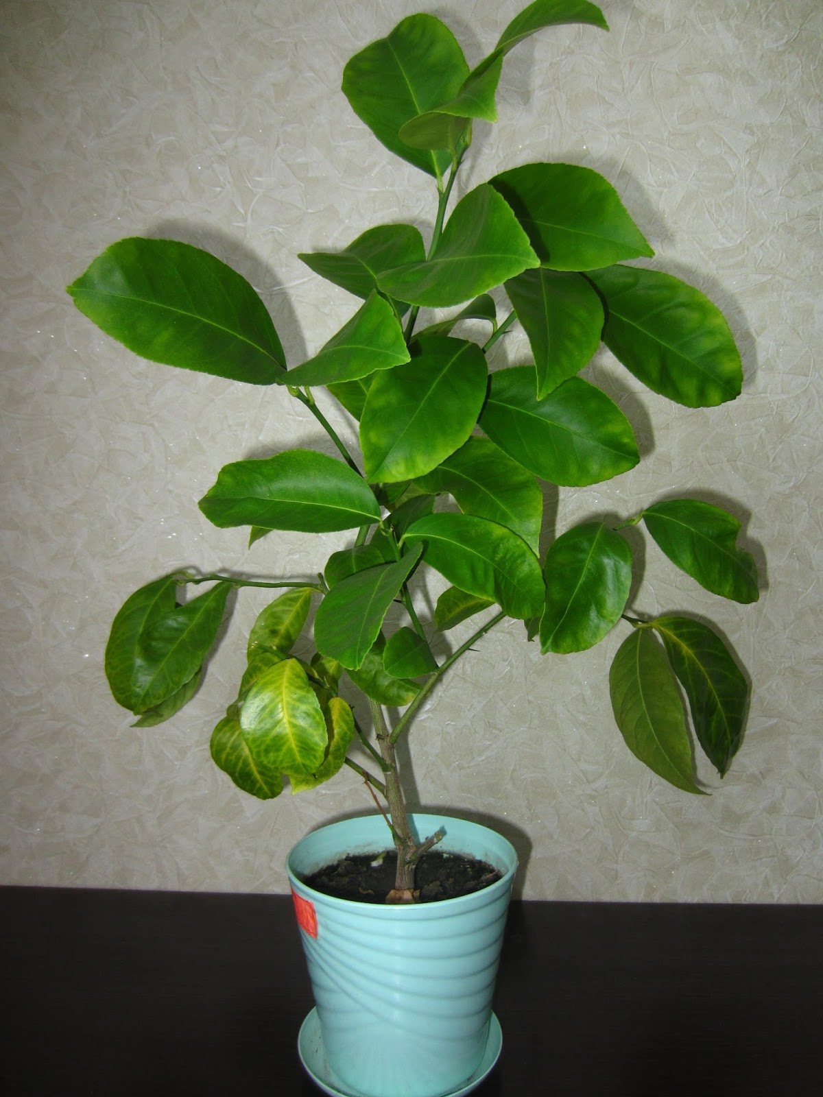 лимон сбрасывает листья причина. скручиваются листья у цитрусовых. почему опадают лимоны. завязи плодов лимона. почему опадают лимоны.