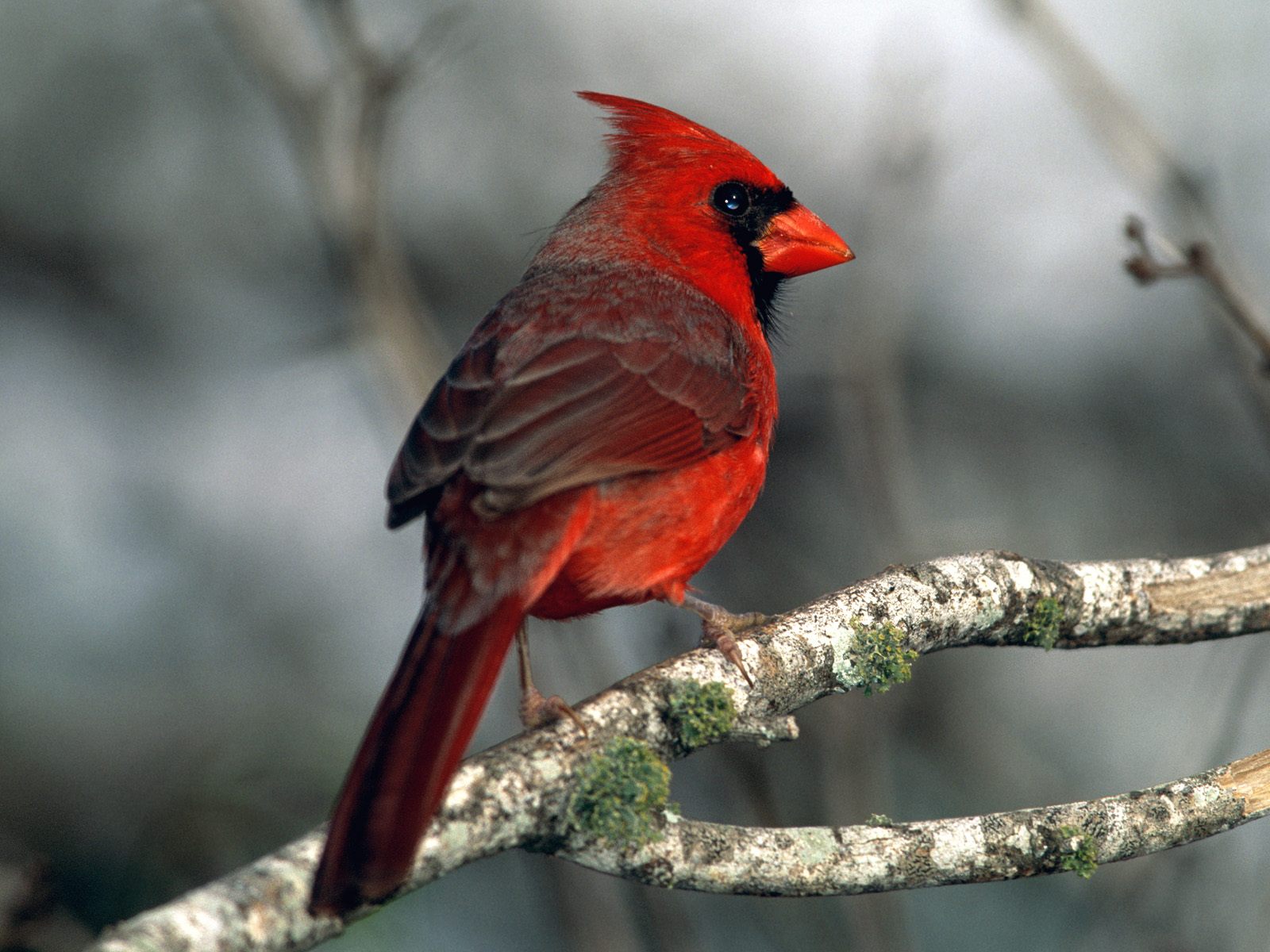 Cardinals Vogel