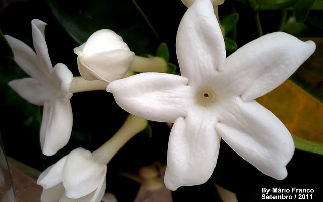 Meu Cantinho Verde: JASMIM-DE-MADAGASCAR, FLOR-DE-NOIVA - ( Stephanotis  floribunda )