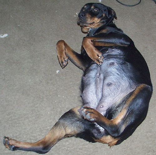 Rottweiler Pregnant 92