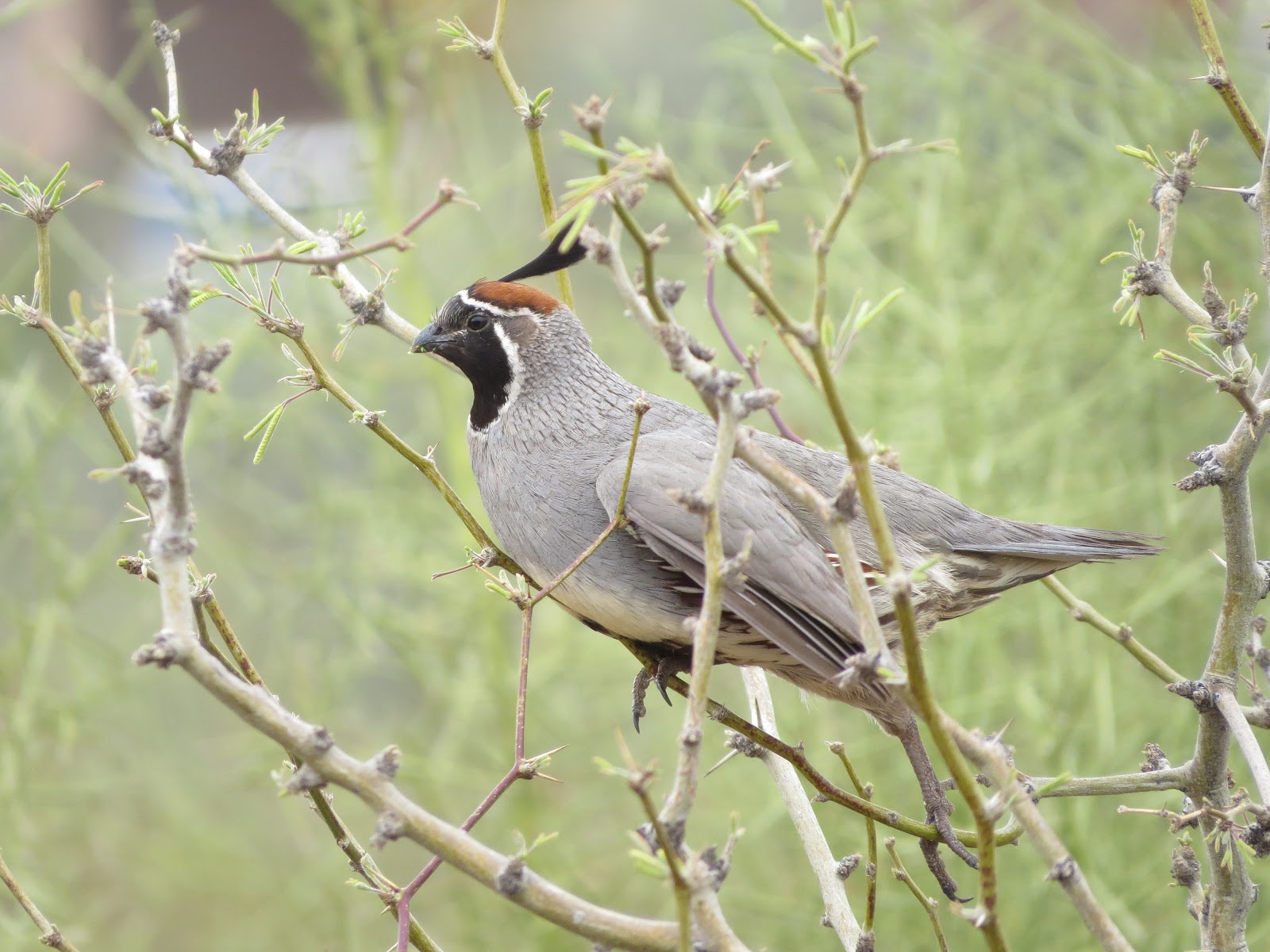 Have Book, Will Travel Sonoran Desert Birds