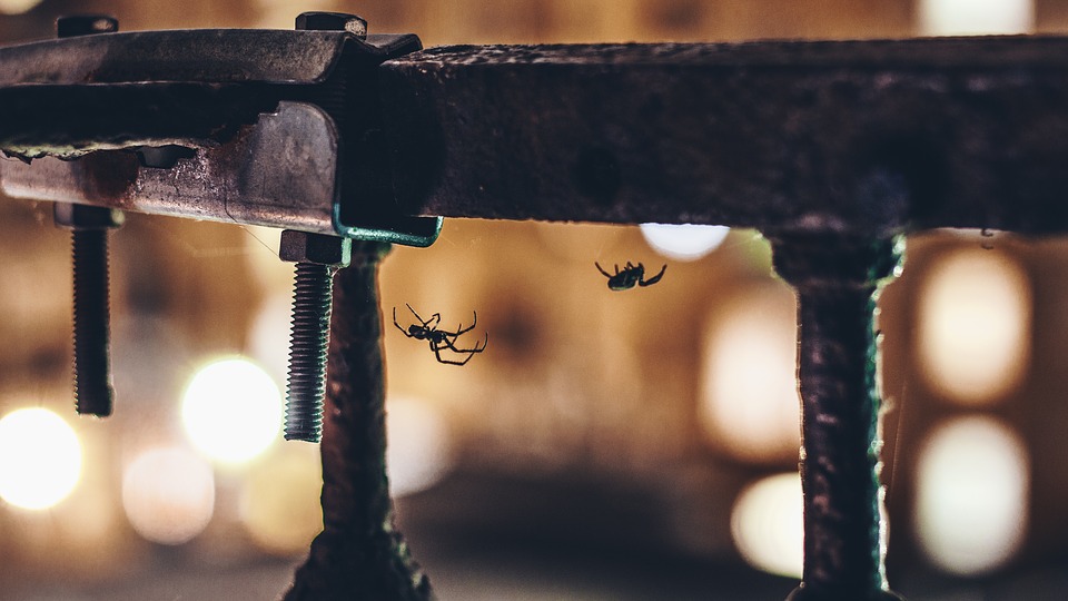 Home remedies to keep spiders out of your house Feathers in the woods