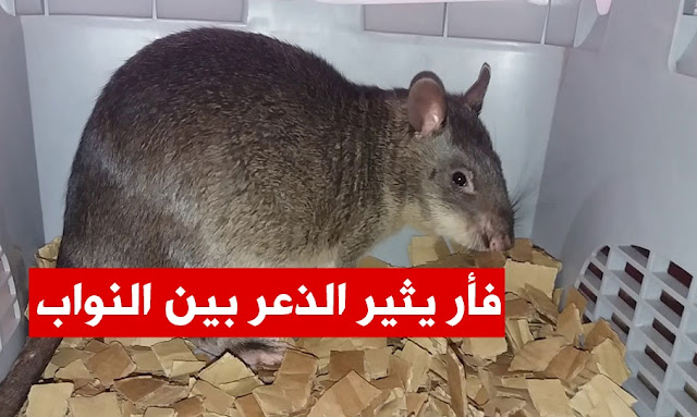 Huge rat causes chaos among politicians in Spanish Parliament