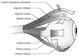 Oculomotor Nerve Palsy anatomy