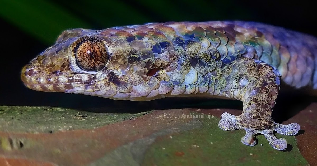 What do Fish scaled geckos eat? Do geckos have scales?