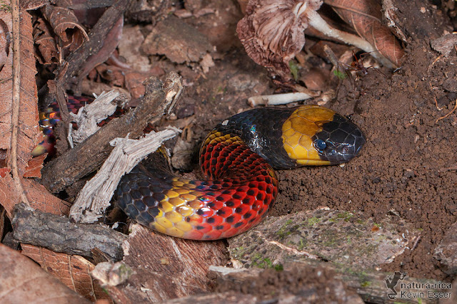 Micrurus mosquitensis - Costa Rican Coral Snake