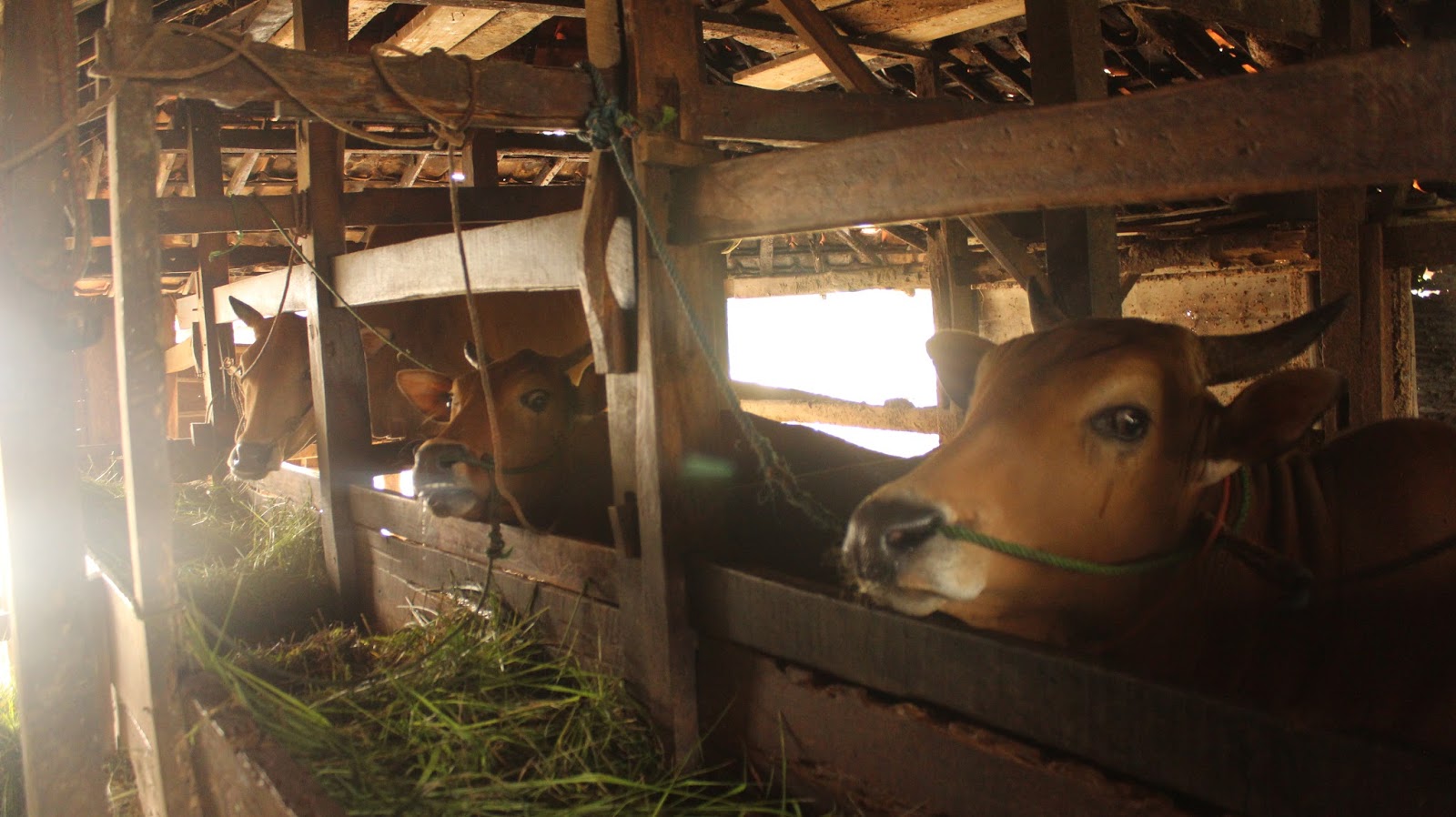 Desa Tolbuk Potensi Bidang Peternakan Desa Tolbuk