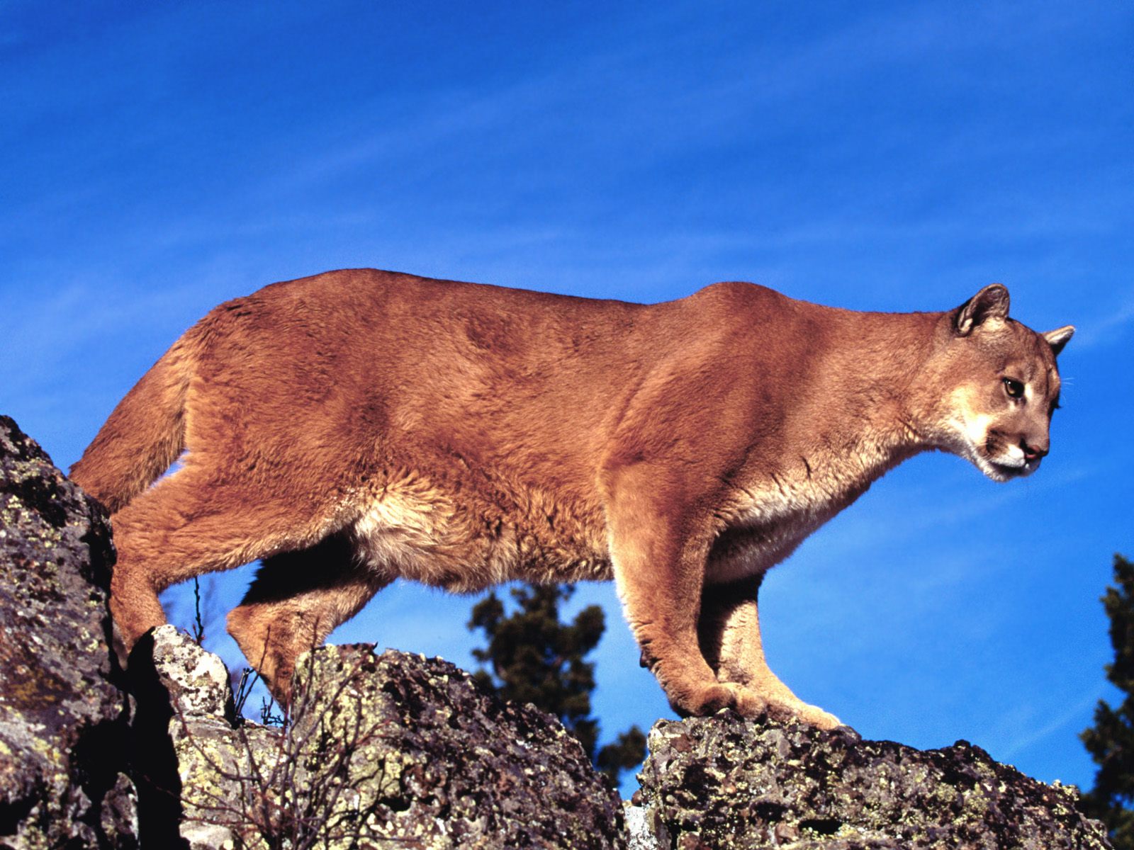 Средние хищные животные. Африканская Пума. Горная Пума. Пума (Puma concolor):. Кугуар горный Лев.
