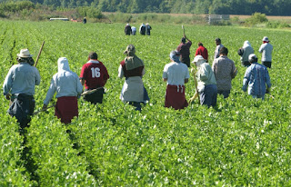 جمعية الفتح لتنمية بالتعاون مع انابيك توظيف 9 عمال و عاملات فلاحة موسميين بدون دبلوم و بعقد عمل دائم بالخارج ASSOCIATION%2BFATH%2BSAISONIER%2BAGRICOLE%2BINTERNATIONAL