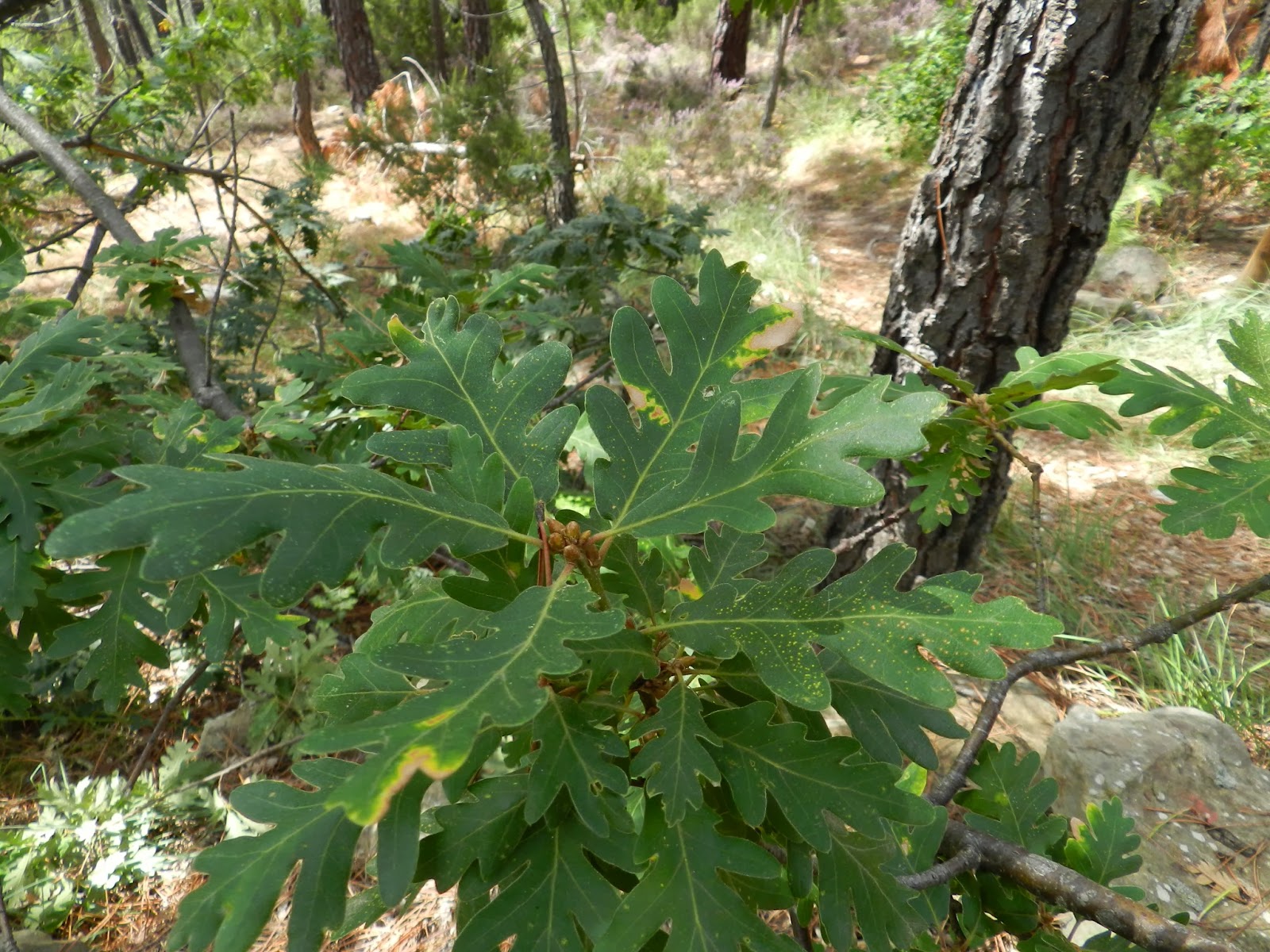 Senderismo y botánica: El Peñagolosa - El Rebollar