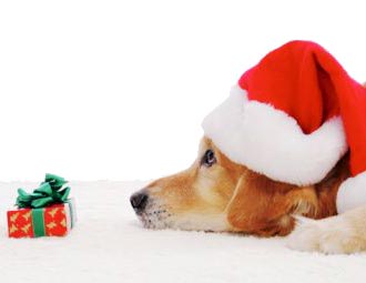 Oι κίνδυνοι των εορτών για τα κατοικίδιά μας