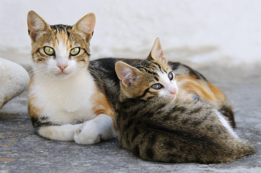 What Causes Cats to Vomit? What Causes Cats to Vomit?