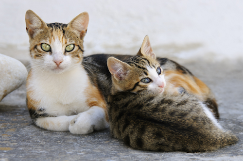 The Most Common Causes of Vomiting in Cats The Most Common Causes of Vomiting in Cats