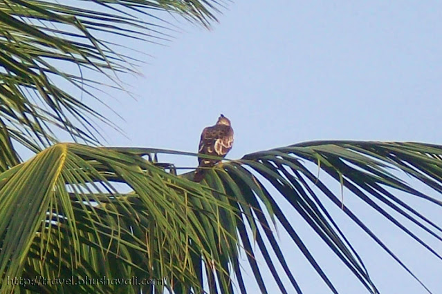 Crested Hawk Eagle Birding Chennai