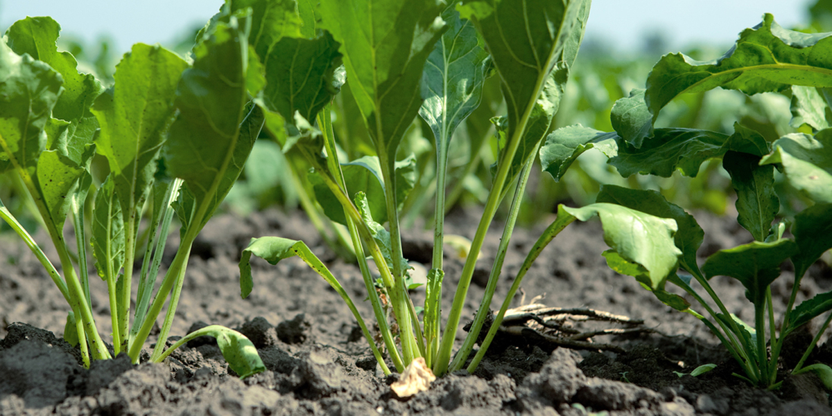семена кормовой свеклы всходы. сообщение о сахарной свекле. корнеплод сахарной свеклы. ростки кормовой свеклы. почва сахарной свеклы.