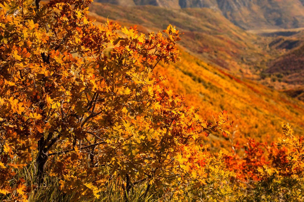 What Karen Sees Scrub Oak in Autumn