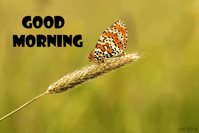 120+ Good Morning Images HD | Butterfly Morning Wishes ...