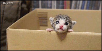Cute Kitten GIF • Adorable Kitty crying in his cardoard box: "HAAALP, I wanna be free, gonna make a jail break!" Cute Kitten GIF • Adorable Kitty crying in his cardoard box: "HAAALP, I wanna be free, gonna make a jail break!"