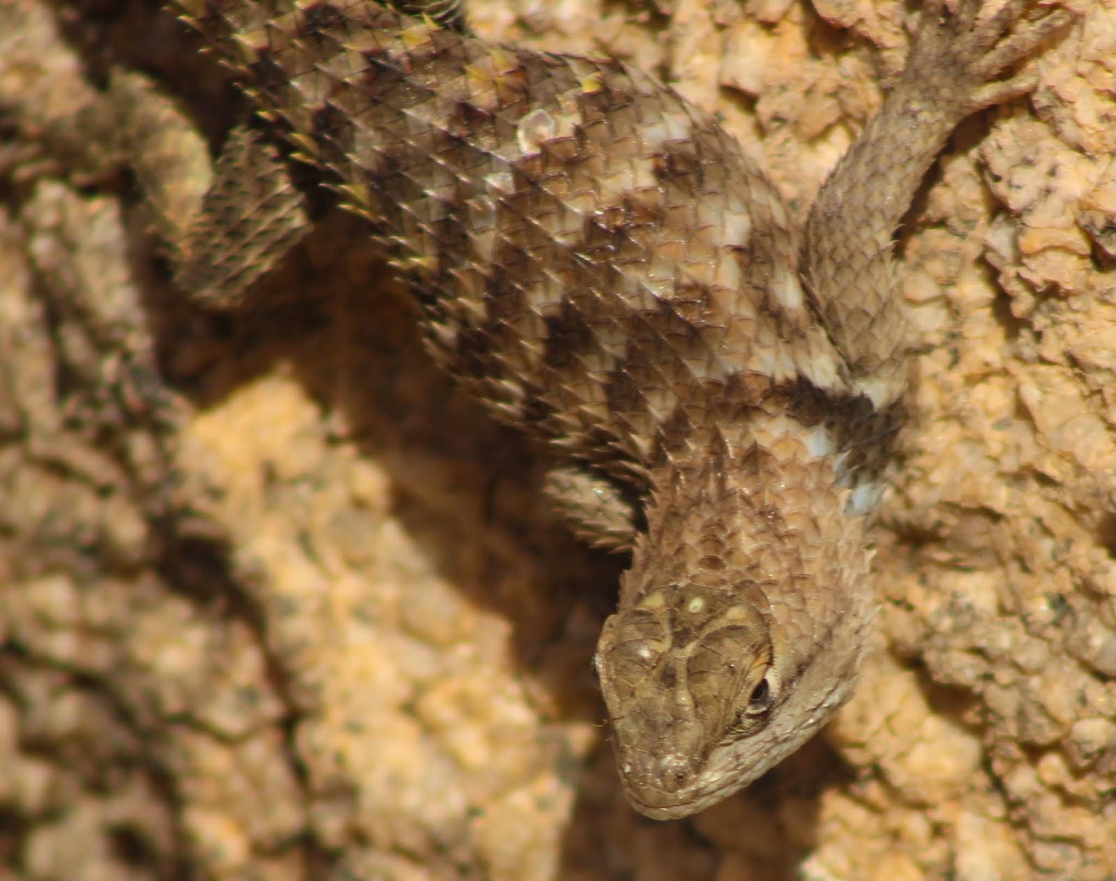 Cannundrums YellowBacked Spiny Lizard