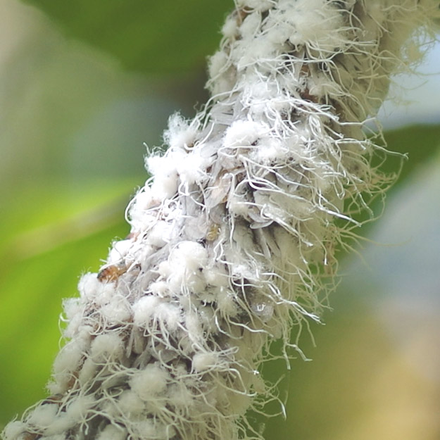 ARBICO Organics What’s This Bug? The Wooly Aphid.