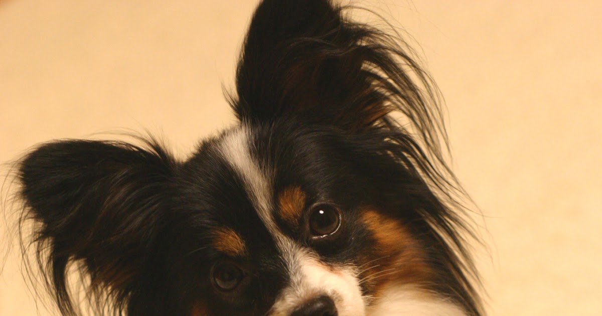 Папийон стандарт. Папильон коричневый. Папильон фален. Папильон белокорпусный. Континентальный той-спаниель.