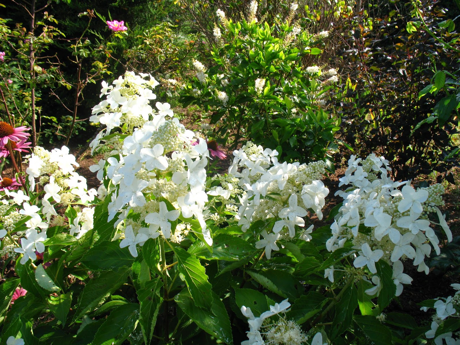 Roses Du Jardin Cheneland Hydrangea Paniculata Great Star