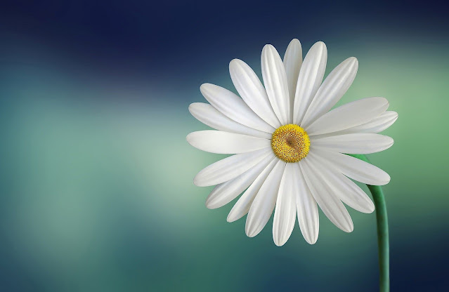 daisy wallpaper