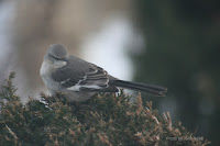 Northern mockingbird, Dunedin, PEI, Canada - by John Read, Dec. 2007