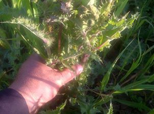 naturellement fevrier 2020