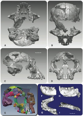 Ardipithecus skull