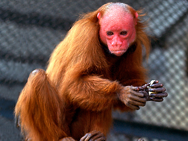 قرد أوآكآري الـأحمر أو القرد الخجول نسبة إلى وجهه الـأحمر  PIC-129-1311645881