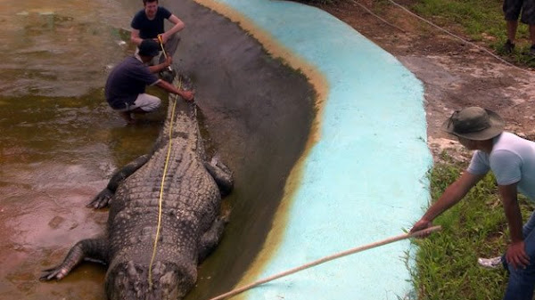 Mimpi Melihat Buaya Besar Artinya Apa Ini Ternyata Bisa Jadi Pertanda Baik atau Buruk
