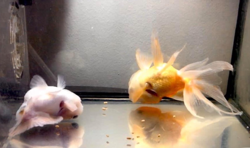 金魚快訊部落格goldfish Messages Blog 金魚魚鰾 浮力問題成因及治療方法 Causes And Treatments Of Fancy Goldfish Swimbladder Buoyancy Problems