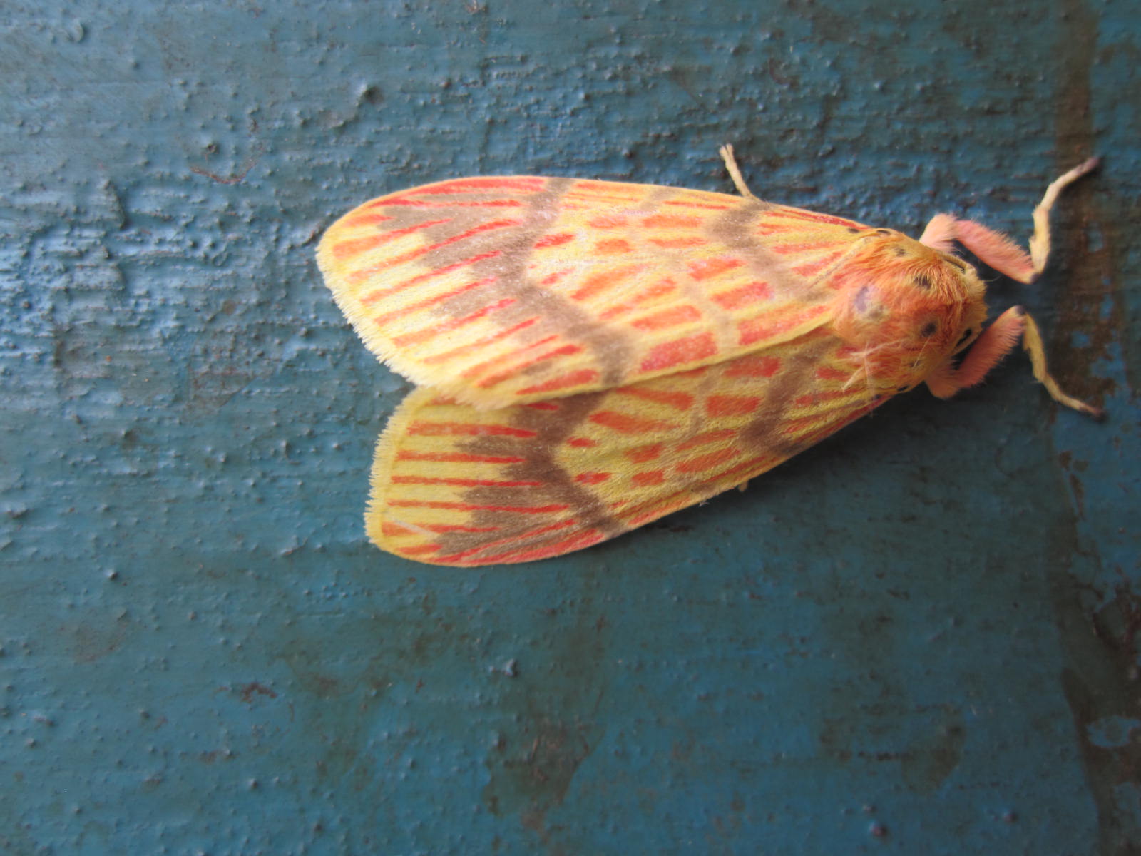 Village View: Gorgeous Moths of Nagaland - but how to identify them?