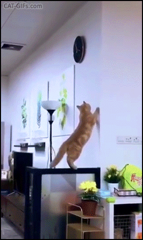 Funny Cat GIF • Clumsy cat jumps to catch wall clock and falls on balls, hahaha Funny Cat GIF • Clumsy cat jumps to catch wall clock and falls on balls, hahaha