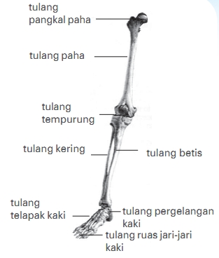 Tulang Pergelangan Kaki
