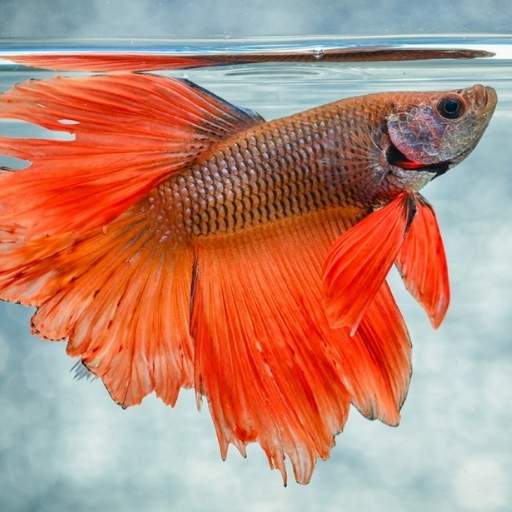 Nama Organ Gerak Dan Fungsinya Ikan Katak Burung Ular