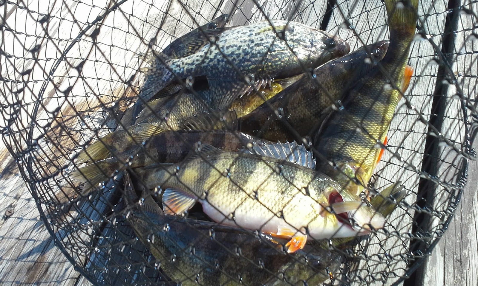 The Show Me Fly Guy Yellow Perch in Missouri?