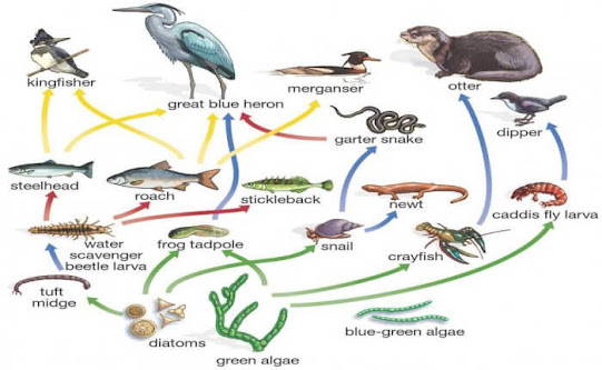 interaksi makhluk hidup, ekosistem, pengertian, contoh, jenis, rantai makanan, perumput, detritus, piramida makanan, jaring makanan, simbiosis,