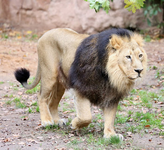 Nürnberg Hayvanat Bahçesi'ndeki esir bir erkek Asya aslanı.