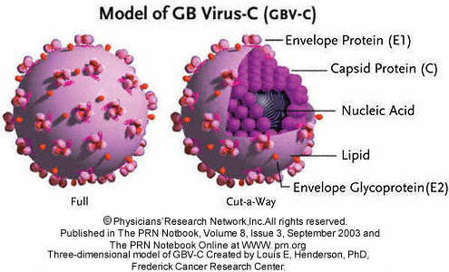 Microbio Por Fin Un Virus Bueno El Virus Gbv C Mejora La Supervivencia De Las Personas Vih Positivas