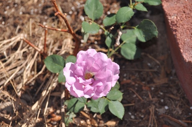 rose coloradoviews.filminspector.com James Bjorkman