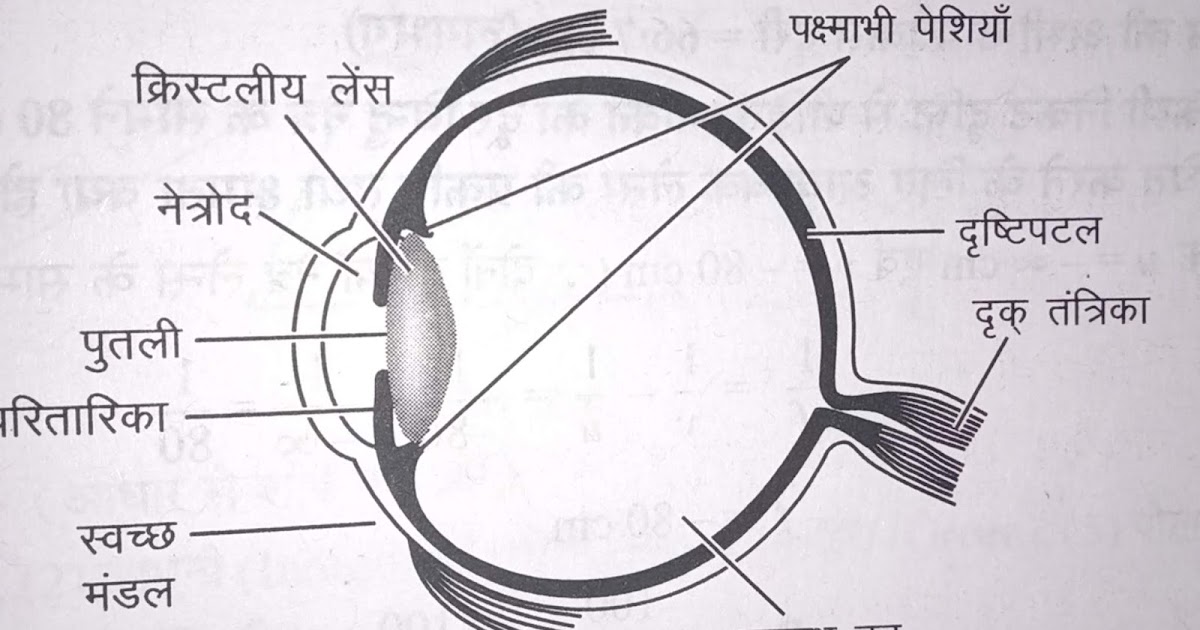 मानव नेत्र का नामांकित चित्र । नेत्र आंतरिक संरचना/ about eye in hindi