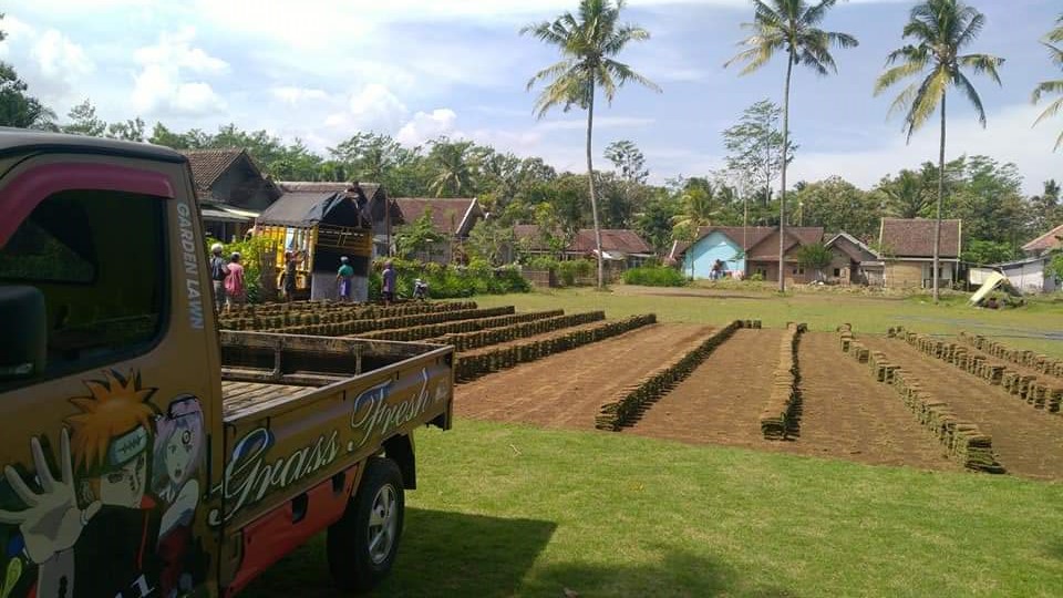 Harga Rumput Jepang 1 Meter - JUAL RUMPUT TAMAN