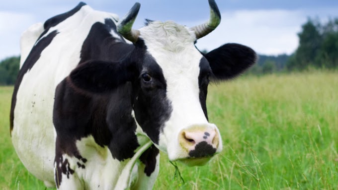 Mengenal Sapi Friesian Holstein (FH), Bangsa Sapi Perah Unggul dari Belanda